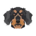 Illustration dog`s head Dachshund